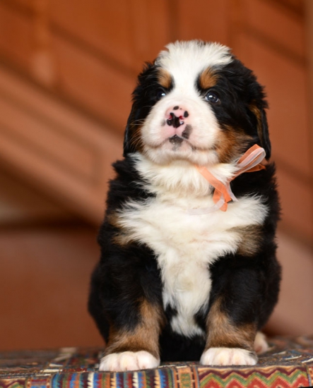 5 weeks 