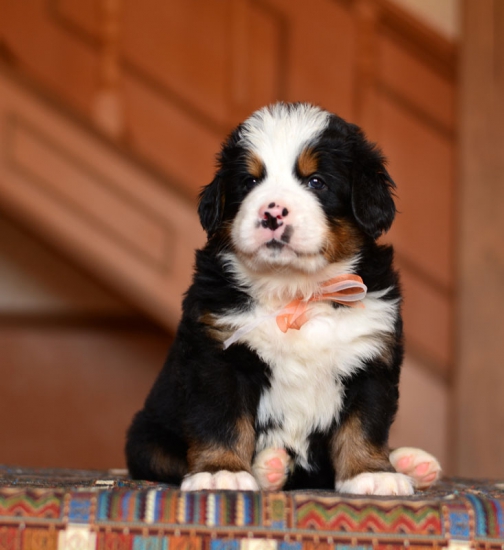 5 weeks 2