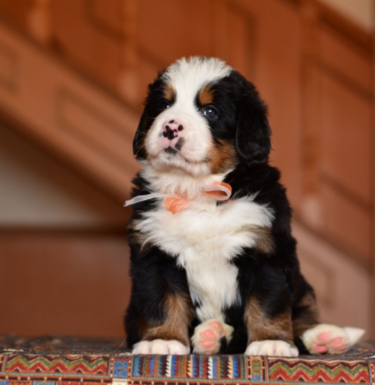 5 weeks 6