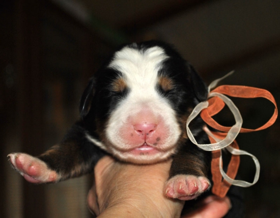 f wh orang 1 week