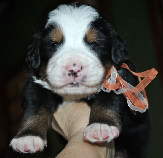 f wh orang 3 weeks