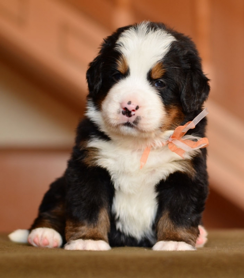 f wh orang 4 weeks