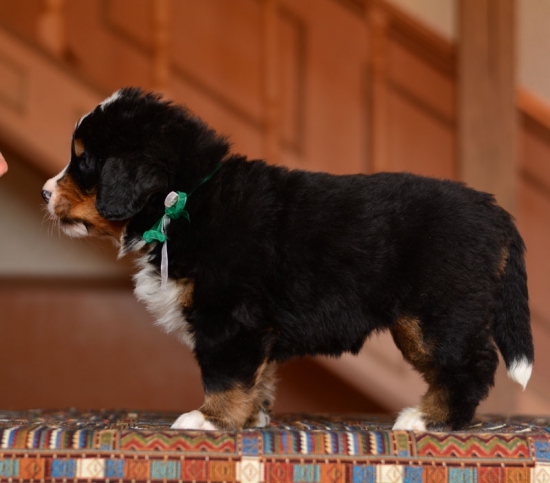 5 weeks 3