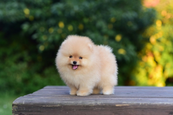 8 weeks 3