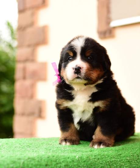 5 weeks 10