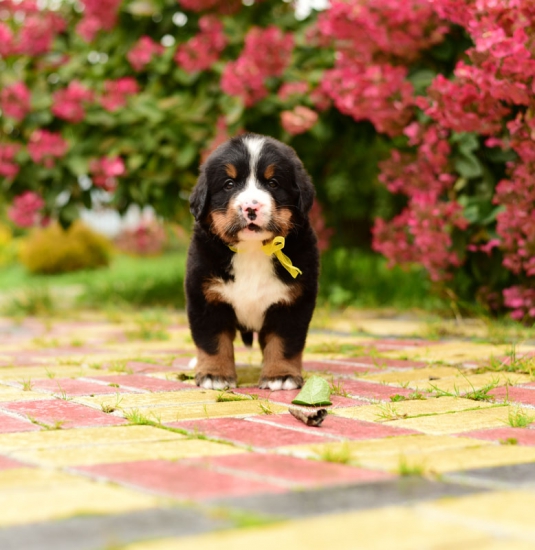 5 weeks 5