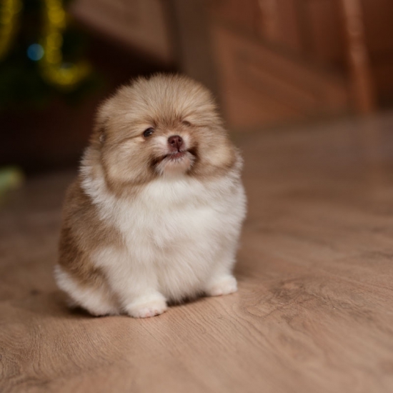 6 weeks 10