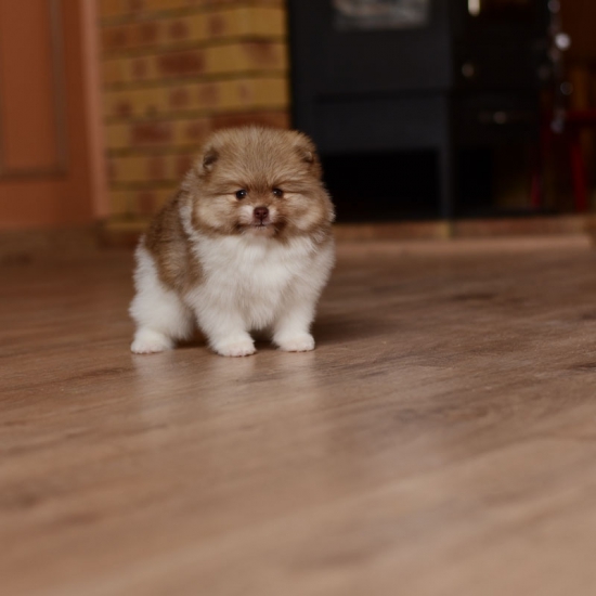 6 weeks 6