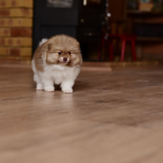 6 weeks 8