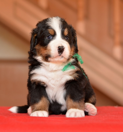 m green 4 weeks