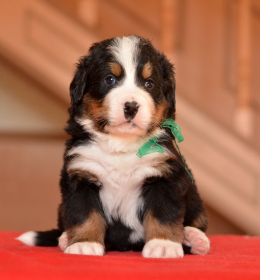 m green 4 weeks 1