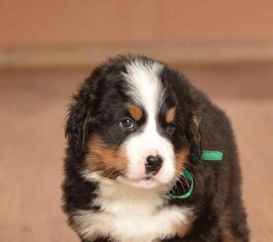 m green 5 weeks 1