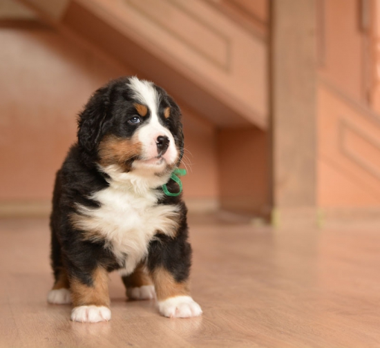 m green 5 weeks 4
