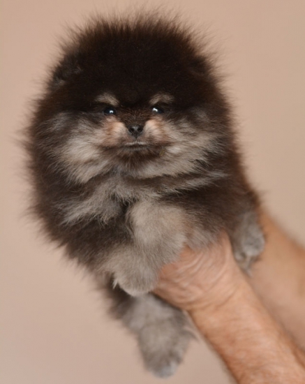 m 7 weeks