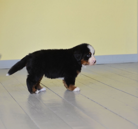5 weeks 11