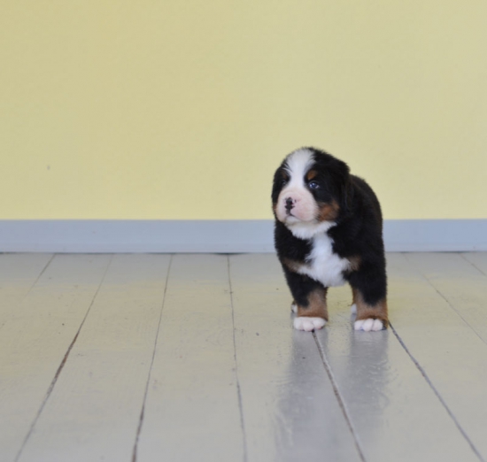 5 weeks 6