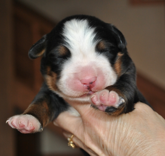 boy 6 days