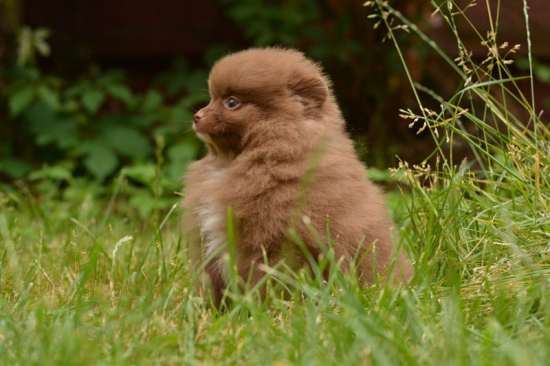 7 weeks 12