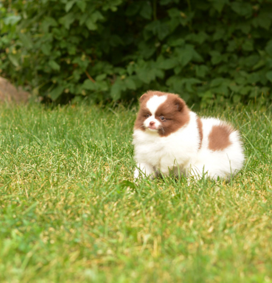 7 weeks