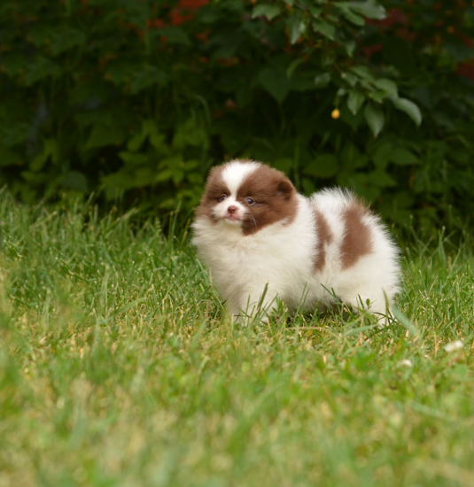 7 weeks 12