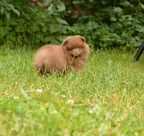 7 weeks
