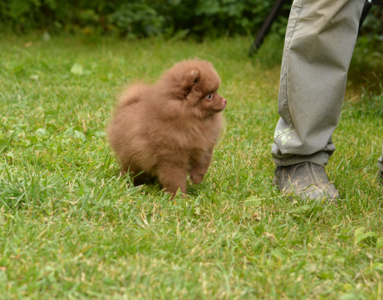 9 weeks