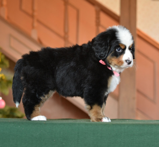 6 weeks