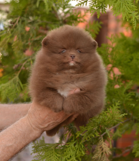 7 weeks