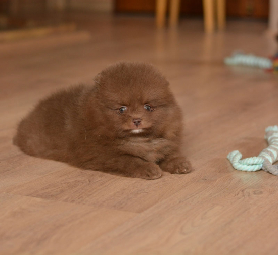 7 weeks 8