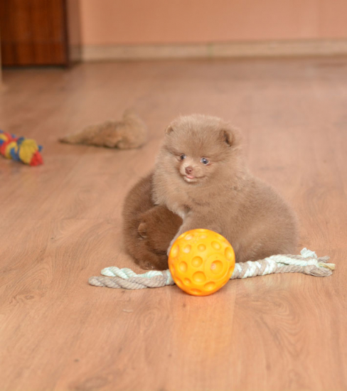 7 weeks 4
