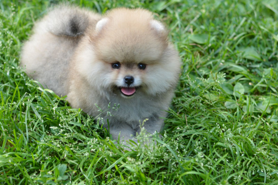 8 weeks 1