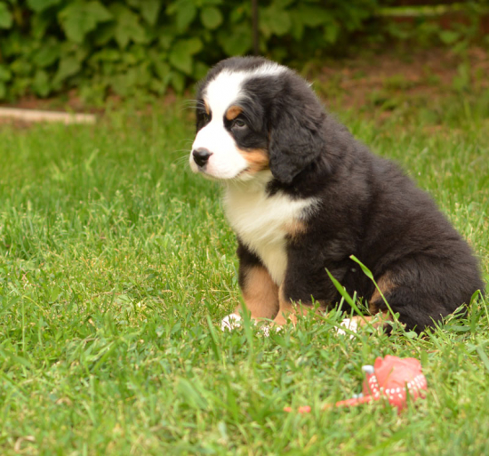 7 weeks 4