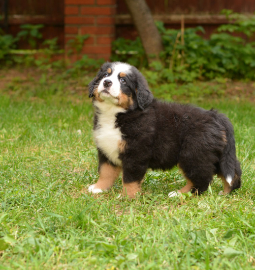 7 weeks