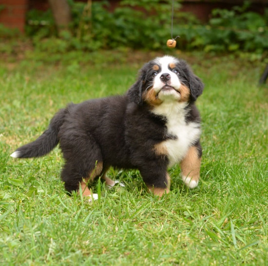 7 weeks 4