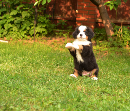 7 weeks 6