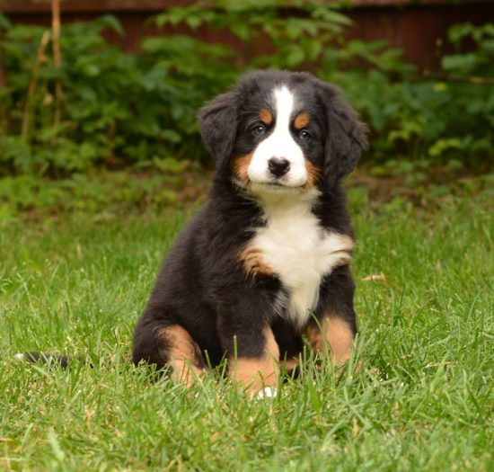7 weeks