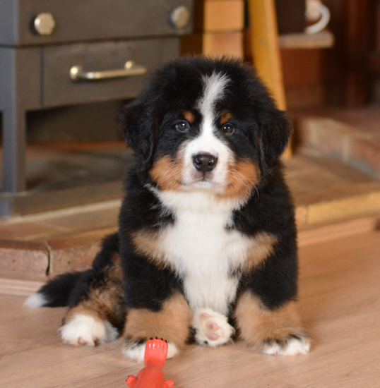 8 weeks 4