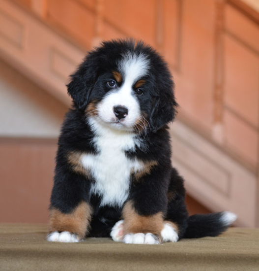 8 weeks 1