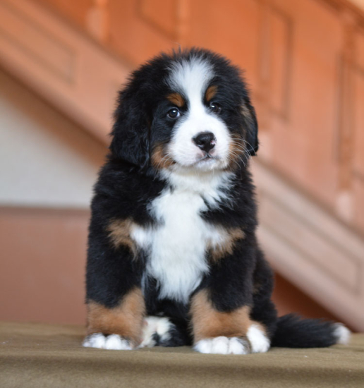 8 weeks 3