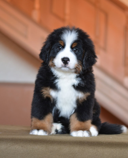 8 weeks 6