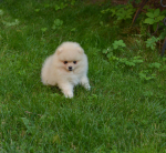 8 weeks