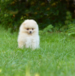 8 weeks 3