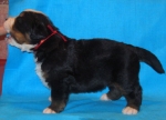 s red 3weeks 2