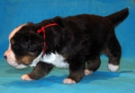 s red 3weeks 4