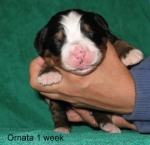 1week