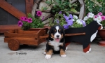 5weeks 2