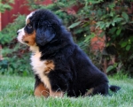 6weeks 1