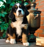 8weeks 1