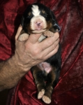 k blue 1week