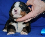k blue 2weeks